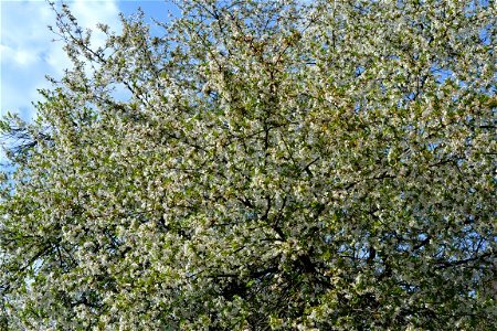 Spring ,April 2023