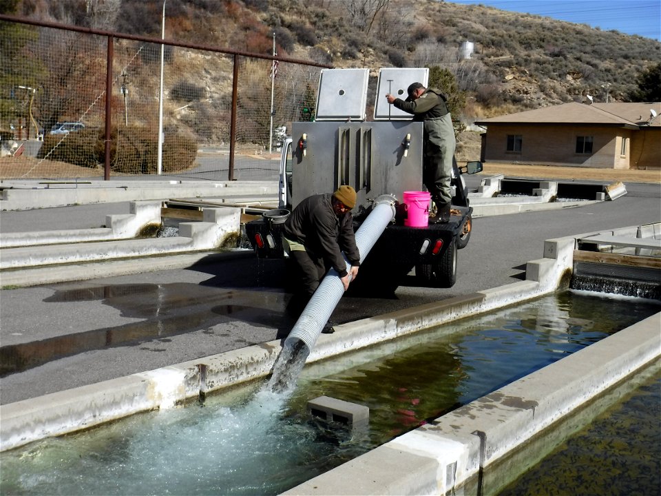 Moving fish into raceways