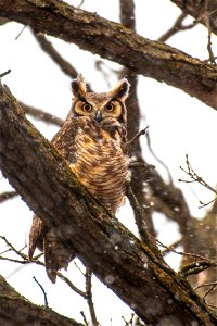 Great horned owl