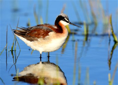 Wilson's phalarope at Seedskadee National Wildlife Refuge