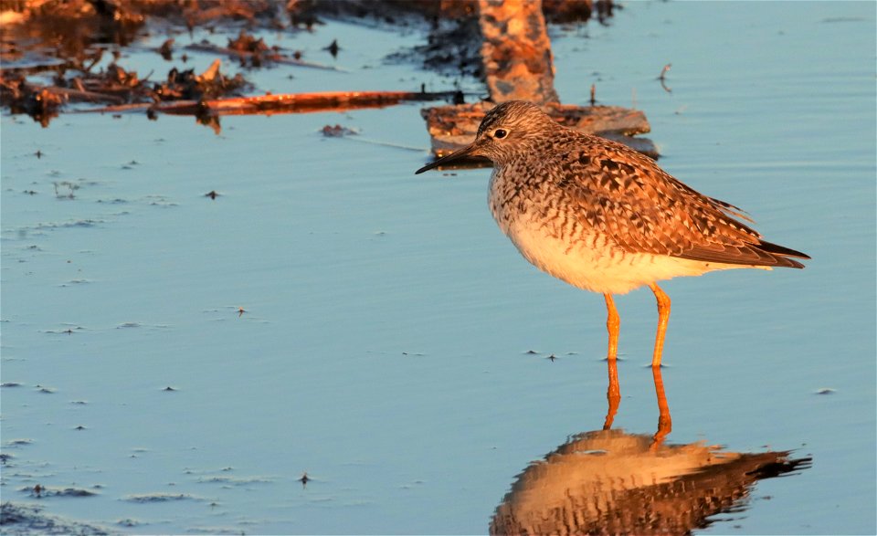 Lesser Yellowlegs, Huron Wetland Management District South Dakota photo