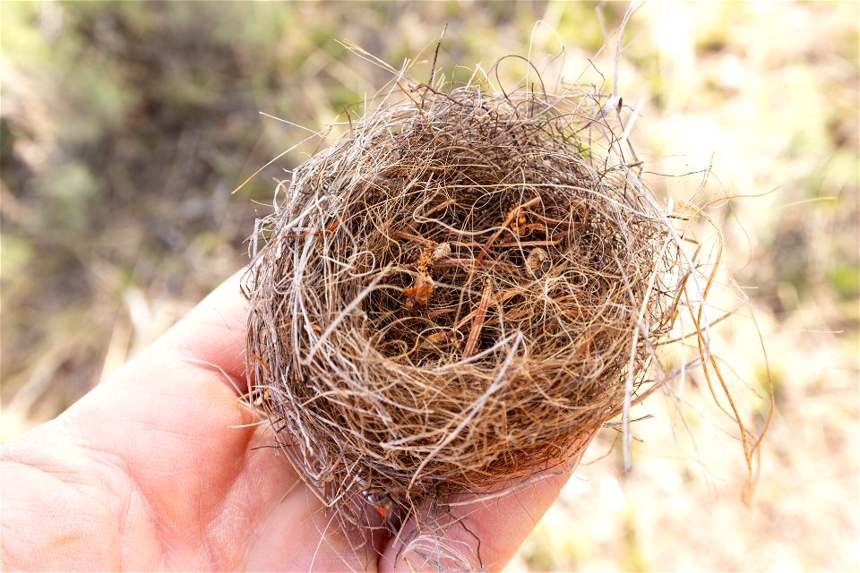 Fallen bird nest photo