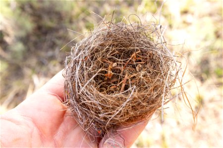 Fallen bird nest