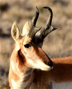 Pronghorn at Seedskadee National Wildlife Refuge