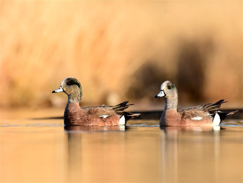American wigeon at Seedskadee National Wildlife Refuge Wyoming