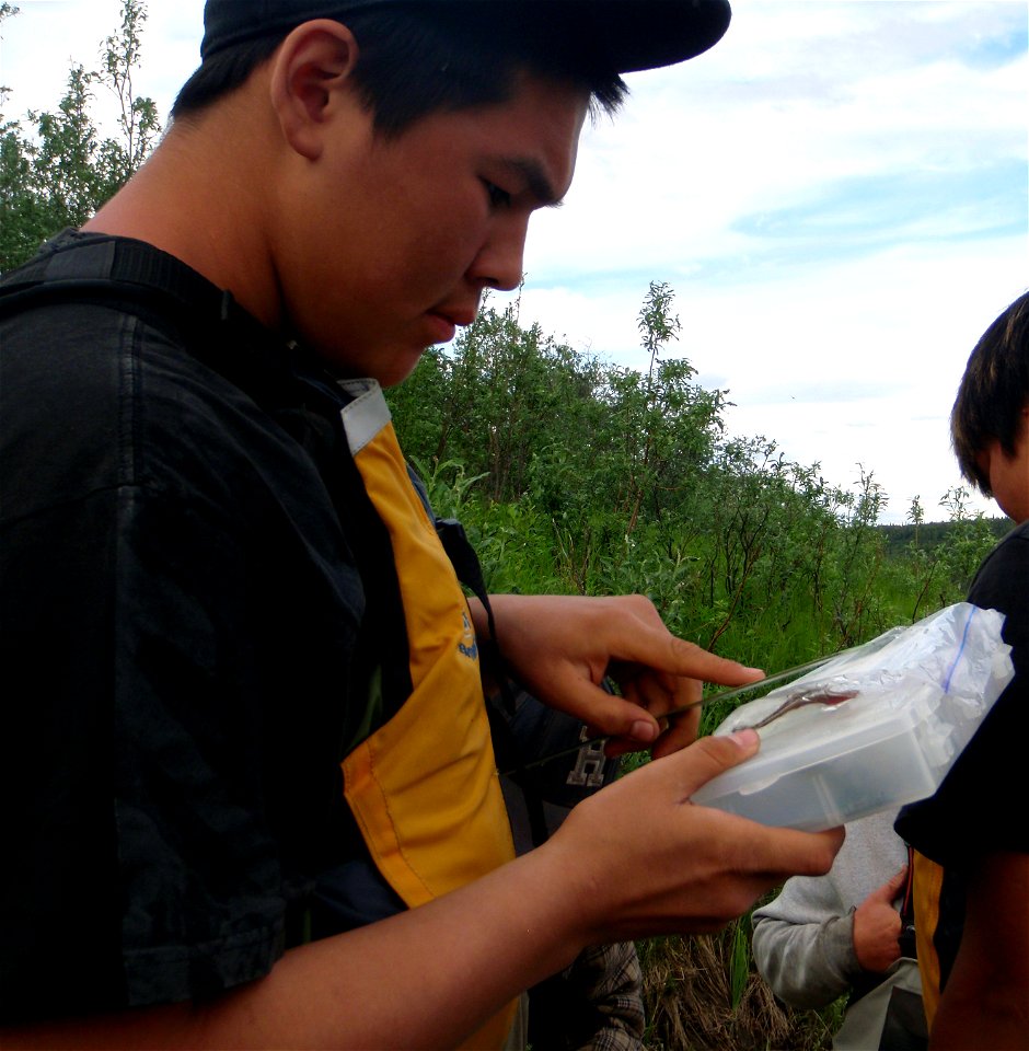 Stefan measures lamprey