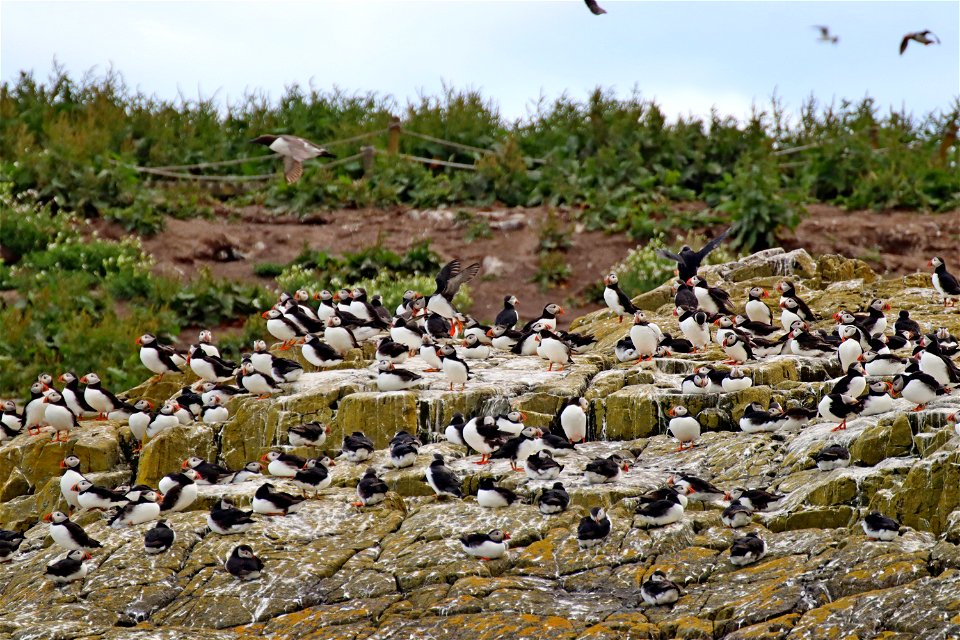 Inner Farne Puffins_06