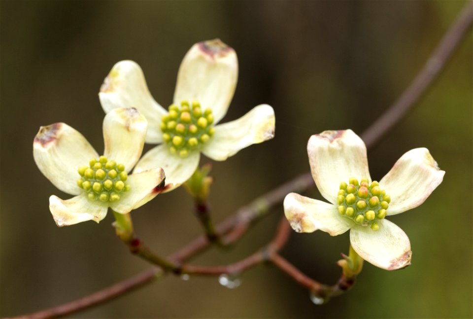 Dogwood Flowers