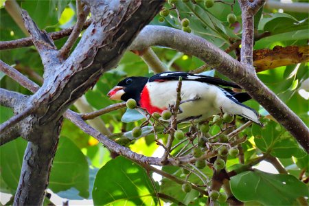 Rose-breasted Grosbeak photo