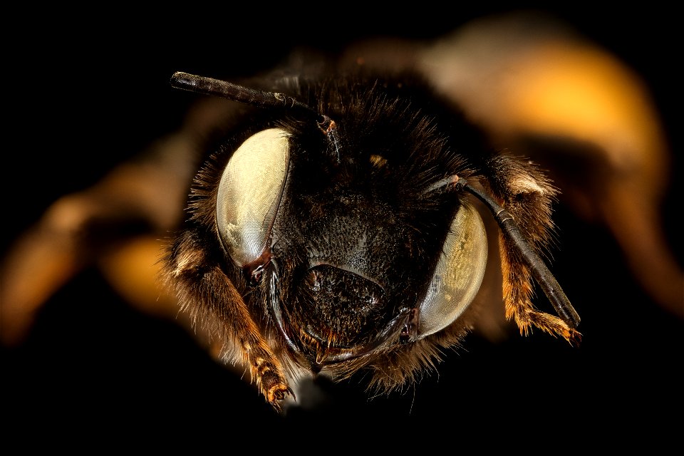 Anthophora retusa, f, face, V. Lefeber, Belgium_2021-12-23-18.02.04 ZS PMax UDR copy