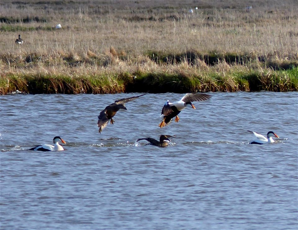 Common eiders photo