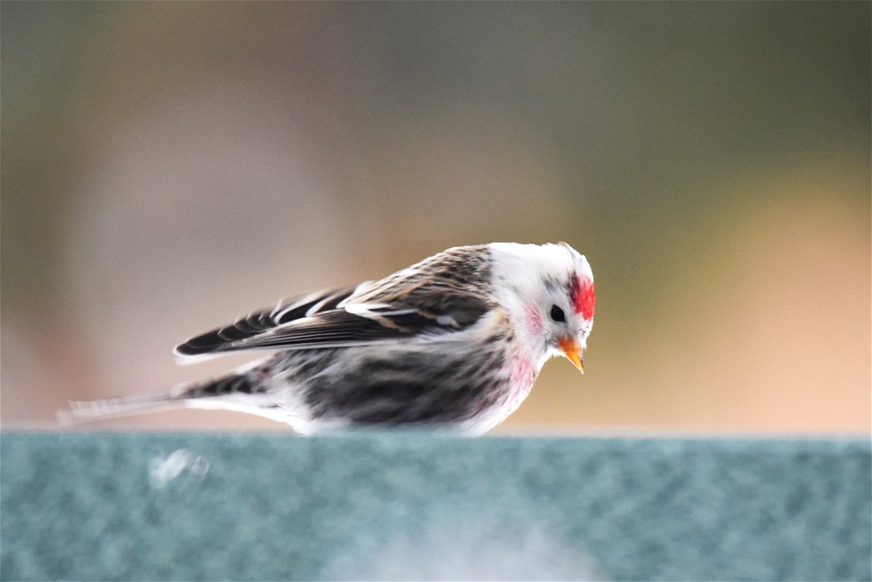 Leucistic common redpoll