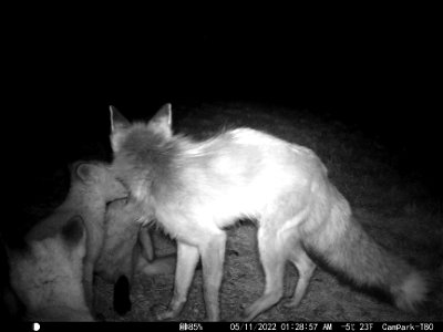 Fox Squad on the National Elk Refuge photo