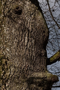 Old oak large layer photo