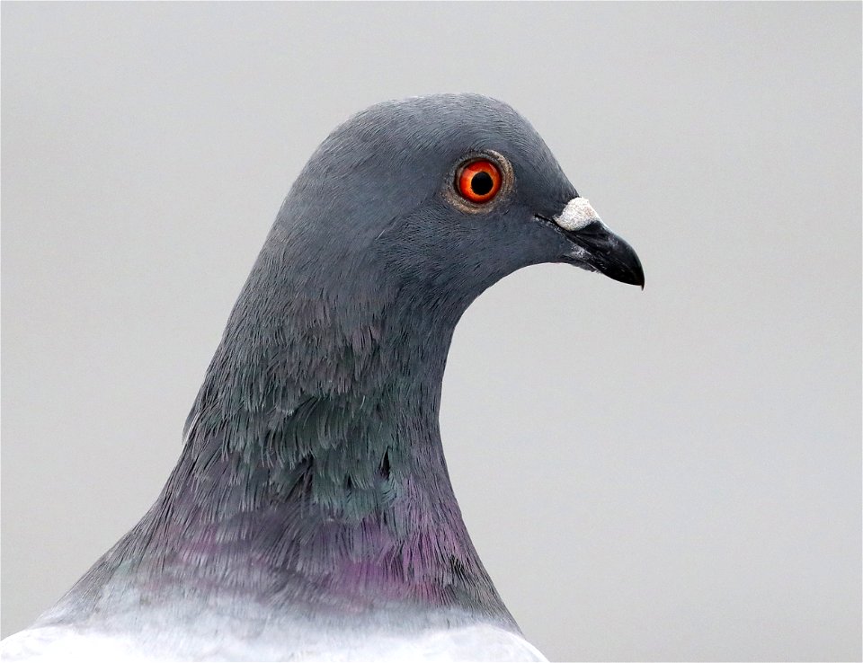 422 - ROCK PIGEON (10-30-2021) crescent city, del norte co, ca -02