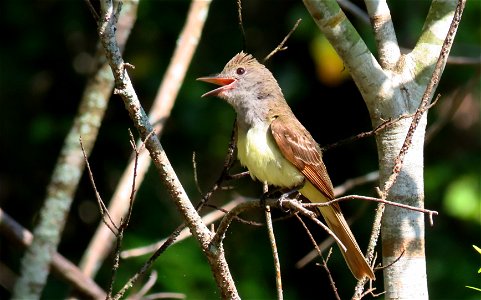 Great Crested Flycatcher photo