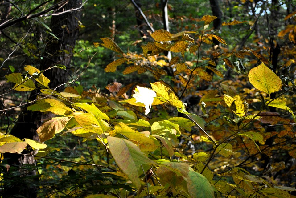 Deoksungsan Mountain