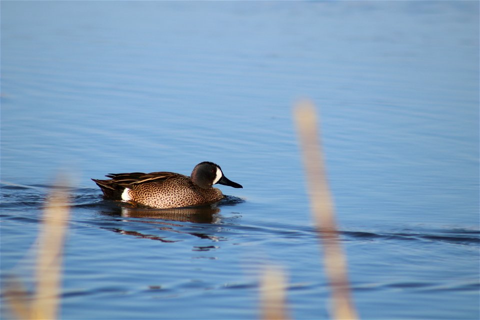 Blue-winged teal Owens Bay Lake Andes National Wildlife Refuge South Dakota