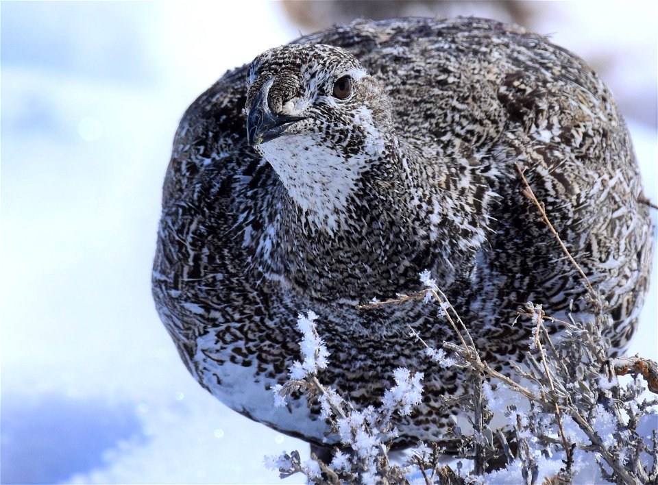 Greater sage-grouse on Seedskadee National Wildlife Refuge