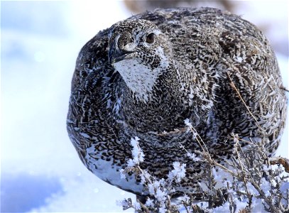 Greater sage-grouse on Seedskadee National Wildlife Refuge