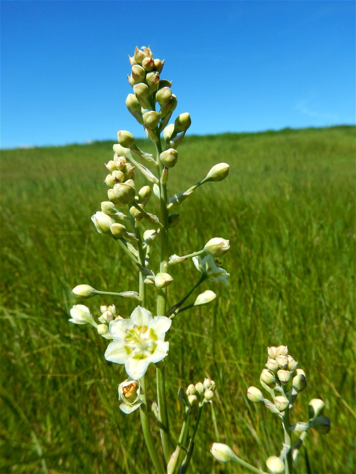 Mountain death camas