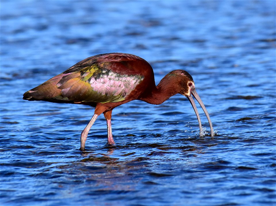 White-faced ibis at Seedskadee National Wildlife Refuge