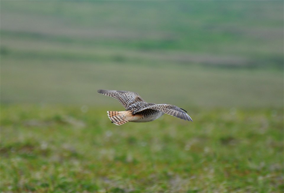 Bristle-thighed Curlew