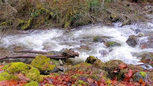 Big Creek near Suiattle River Road, Mt. Baker-Snoqualmie National Forest. Video by Anne Vassar December 9, 2020. photo