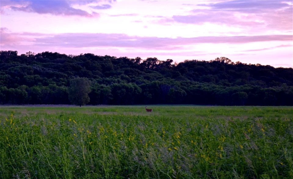 Can you see the deer?