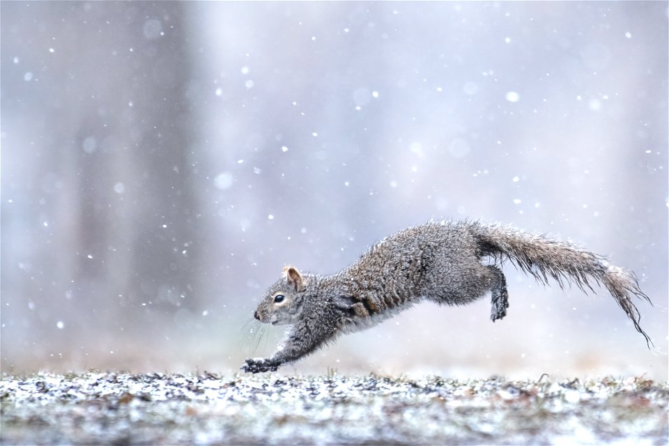 Gray squirrel
