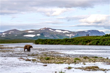 Bear viewing - NPS/Lian Law photo