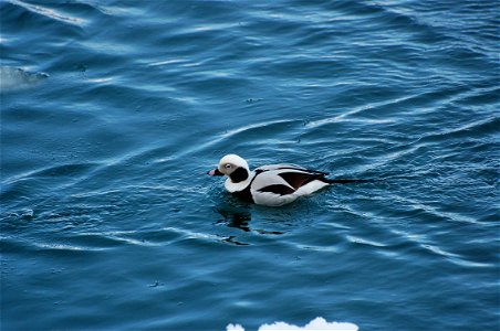 Long-tailed Duck