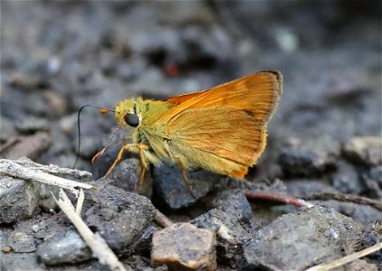 SKIPPER, WOODLAND (Ochlodes sylvanoides) (08-30-2022) 5000 ft, bear basin meadow, six rivers nat forest, del norte co, ca -01