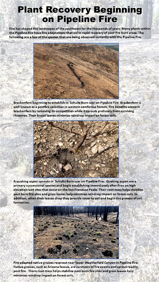 Plant Recovery Beginning on Pipeline Fire