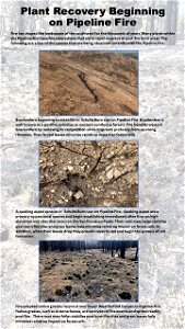 Plant Recovery Beginning on Pipeline Fire