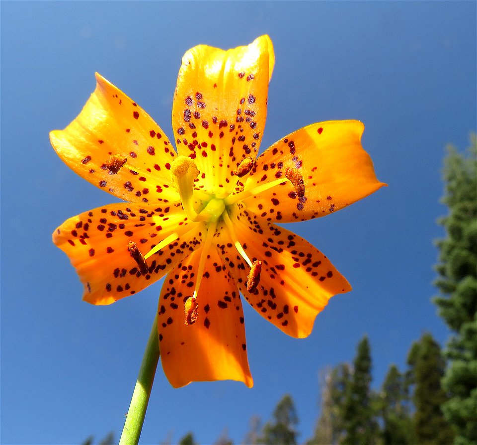LILY, LEOPARD (Lilium pardalinum) (7-14-2021) 5000 ft, bear basin meadow, smith river nat rec area, del norte co, ca -05