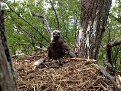 Bald eagle in nest, May 2013 Photo By USFWS Jeremy N. Moore