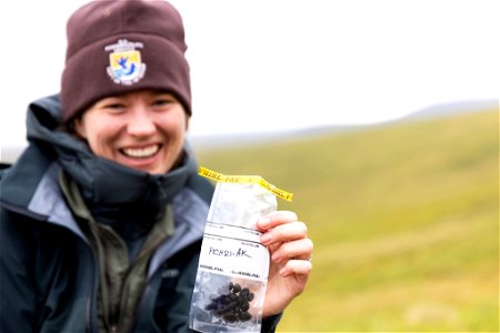 Collecting caribou scat photo