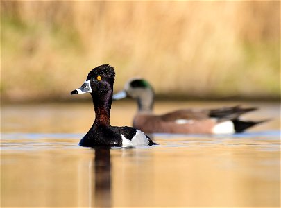 Ring-necked duck at Seedskadee National Wildlife Refuge Wyoming