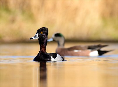 Ring-necked duck at Seedskadee National Wildlife Refuge Wyoming photo