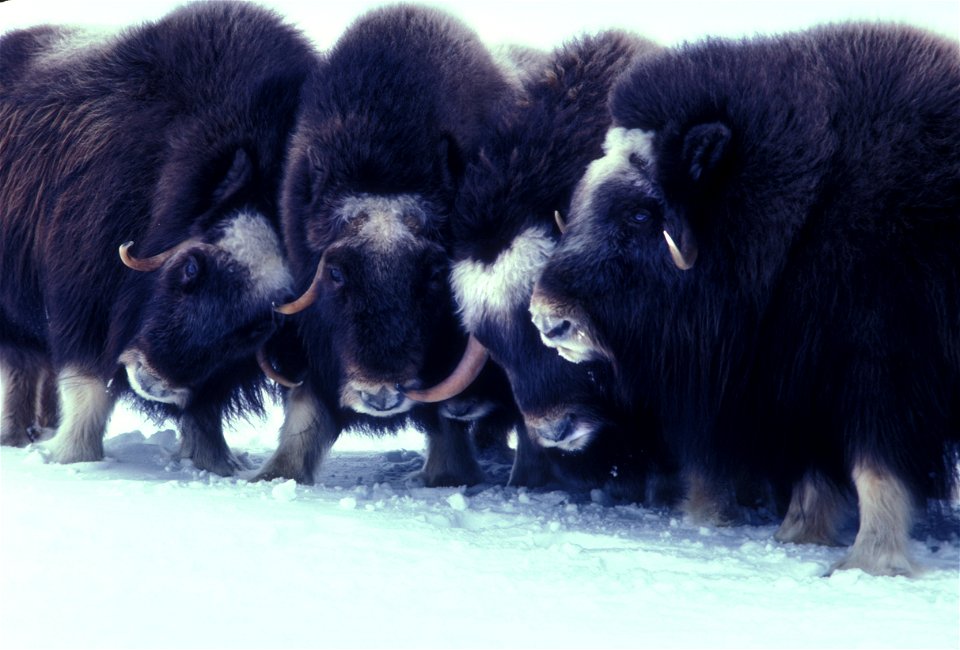 Muskox In Alaska (1978)