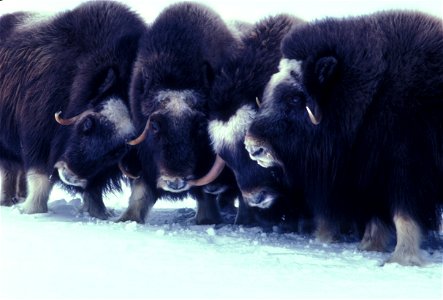 Muskox In Alaska (1978)