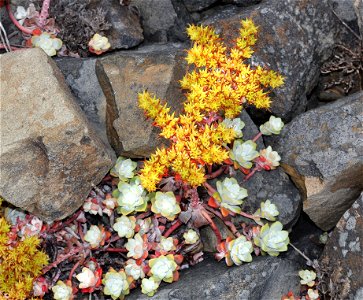 Sedum spathulithfolium (Broad-leafed sedum) (07-02-2022) point st george, del norte co, cxa -01
