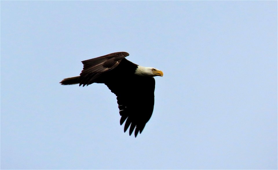 Bald Eagle