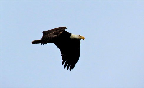 Bald Eagle photo