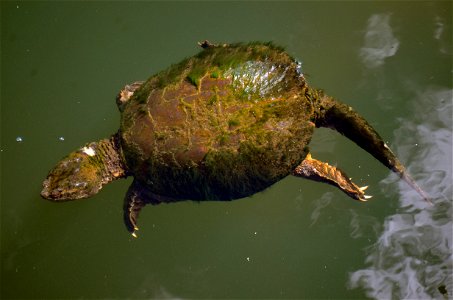 Snapping Turtle Swimming photo