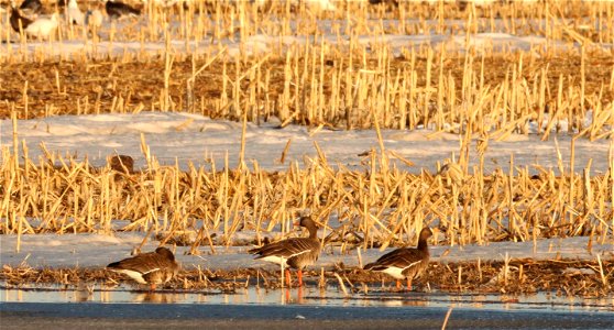 Greater White-fronted Geese Huron Wetland Management District photo