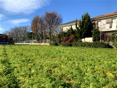 Koyama, Higashikurume-shi in mid-December
