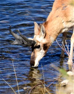 Pronghorn at Seedskadee National Wildlife Refuge photo