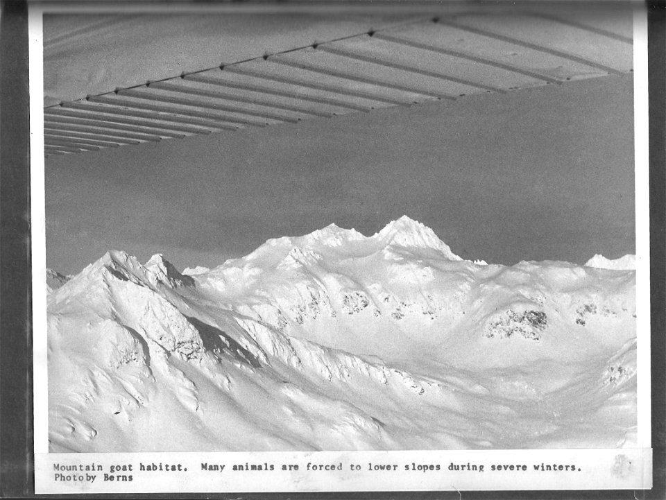 (1968) Mountain Goat Habitat